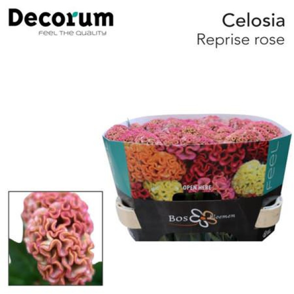 Celosia C Reprise Rose 75cm A1
