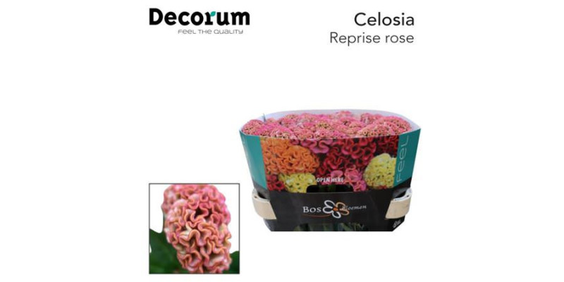 Celosia C Reprise Rose 75cm A1