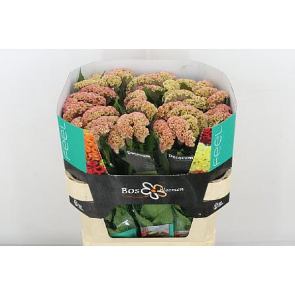 Celosia C Reprise Rose 75cm A1