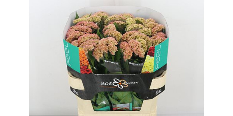 Celosia C Reprise Rose 75cm A1