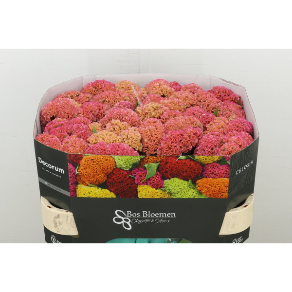 Celosia C Reprise Rose 72 cm A1