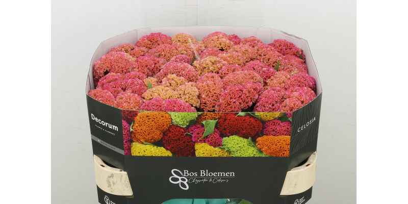 Celosia C Reprise Rose 72 cm A1