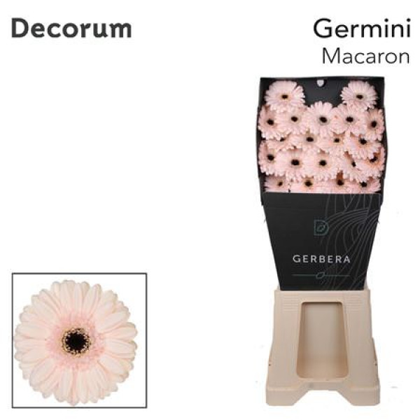 Germini Macaron Diamond 47cm A1