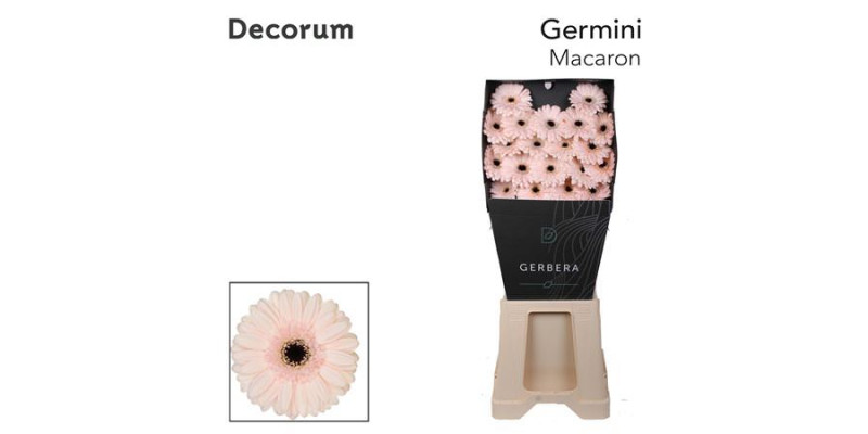 Germini Macaron Diamond 47cm A1