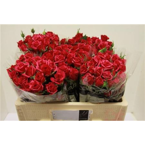 Rose Tr Quincy 60cm A1