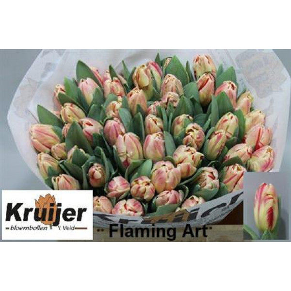 Tulips Pa Flaming Art 34cm A1 Col-Bicolor