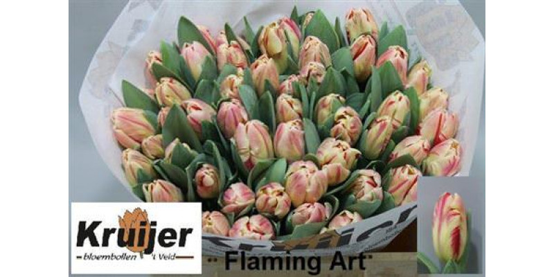 Tulips Pa Flaming Art 34cm A1 Col-Bicolor