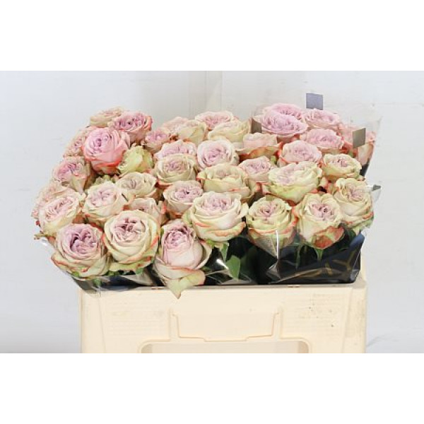 Rose Gr Lilac Wonder 50cm A1