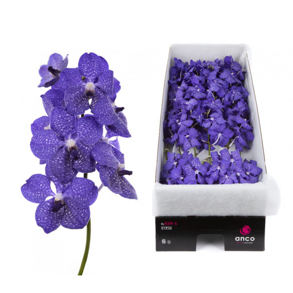 Orchid Vanda Dark New Blue X16 A1 Col-Blue