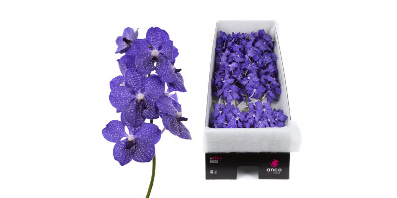 Orchid Vanda Dark New Blue X16 A1 Col-Blue