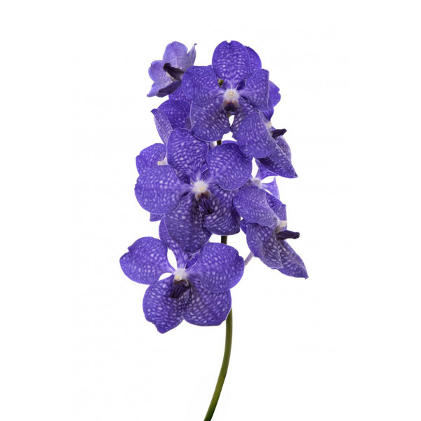 Orchid Vanda Dark New Blue 25cm A1 Col-Blue