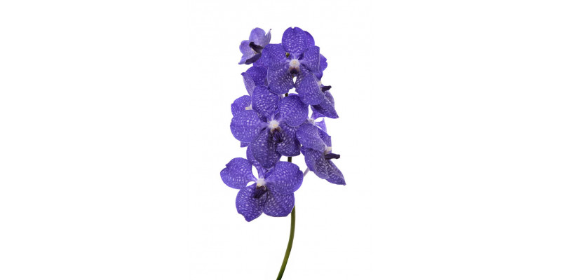 Orchid Vanda Dark New Blue 25cm A1 Col-Blue