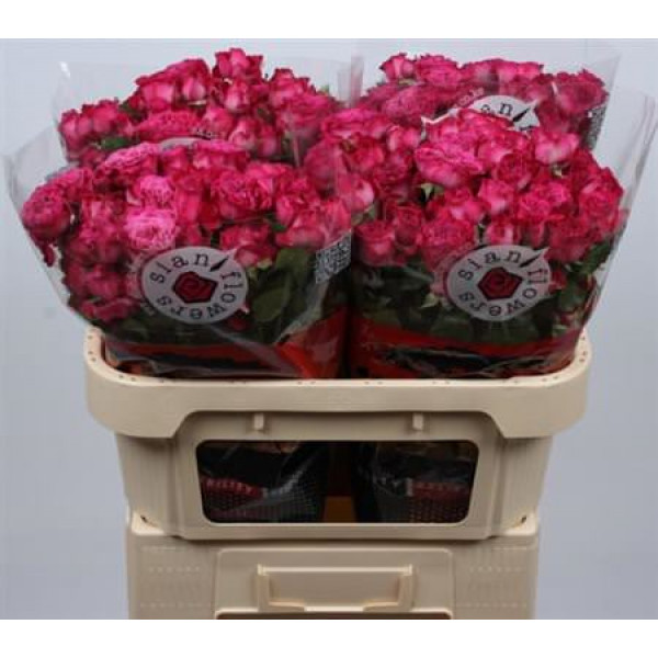 Rose Tr Royal Magic 70cm A1 Col-Milka