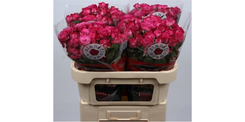 Rose Tr Royal Magic 70cm A1 Col-Milka