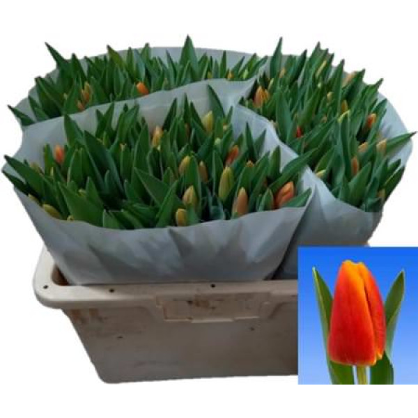 Tulips En Carpe Diem 38 A1Yellow Orange