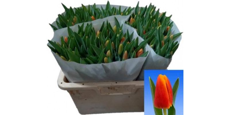 Tulips En Carpe Diem 38 A1Yellow Orange