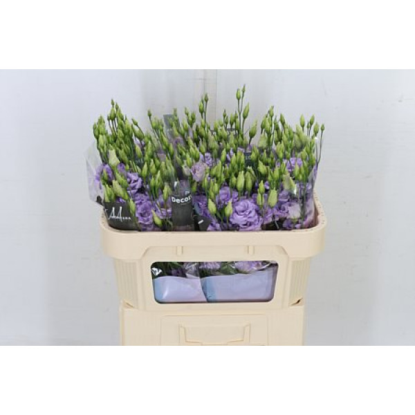 Lisianthus G Corelli Lavend 70cm A1 Col-Lavender