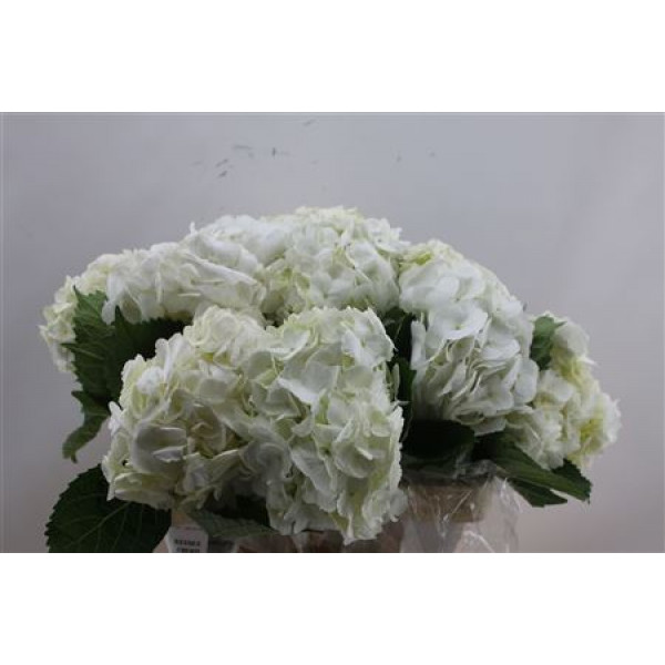 Hydrangea M White 60cm 50cm A1