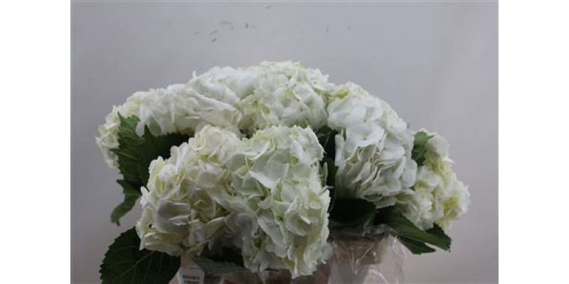 Hydrangea M White 60cm 50cm A1