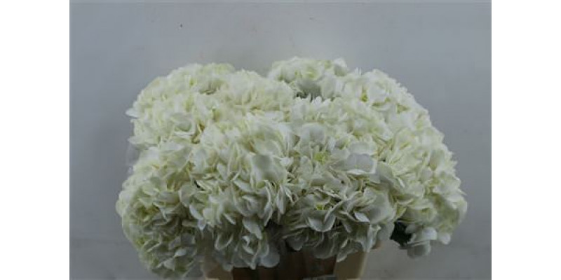 Hydrangea . M Premium White 70-21 70cm A1