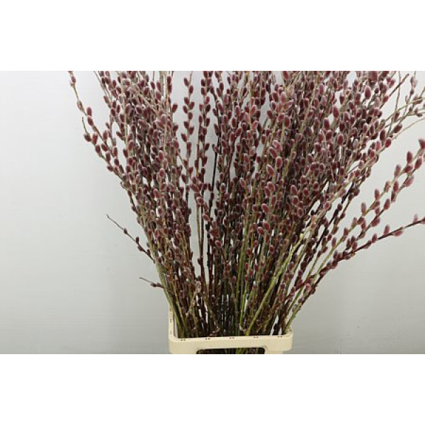 Salix G Pink Cushion 110 cm A1
