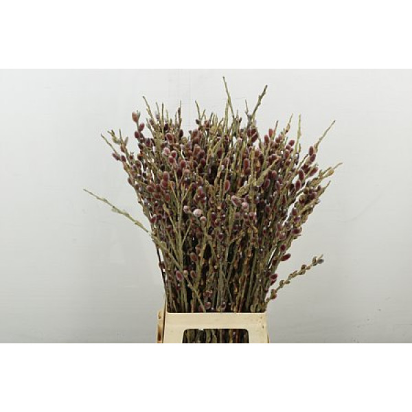 Salix G Pink Cushion 70 cm A1