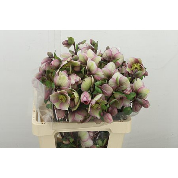 Hell Frk Baylis Blus 60 cm A1