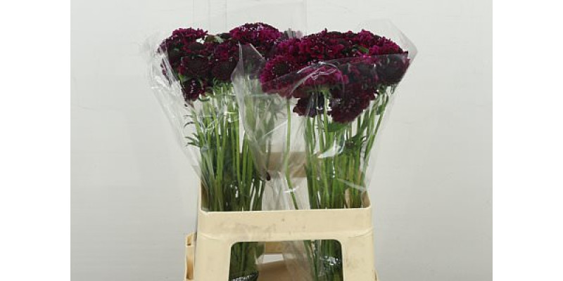Scab At F Scoop D Pu 60 cm A1