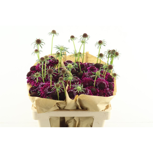 Scab Scoop Dark Purple 55 cm 