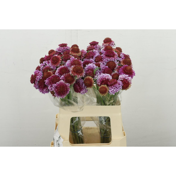 Scab At F Bicolor Pink 60 cm 