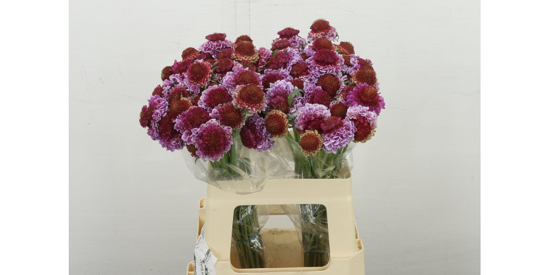Scab At F Bicolor Pink 60 cm 