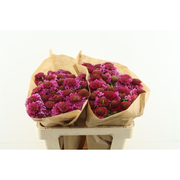 Scab Scoop Bicolor Pink 55 cm 
