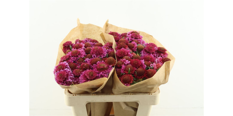 Scab Scoop Bicolor Pink 55 cm 