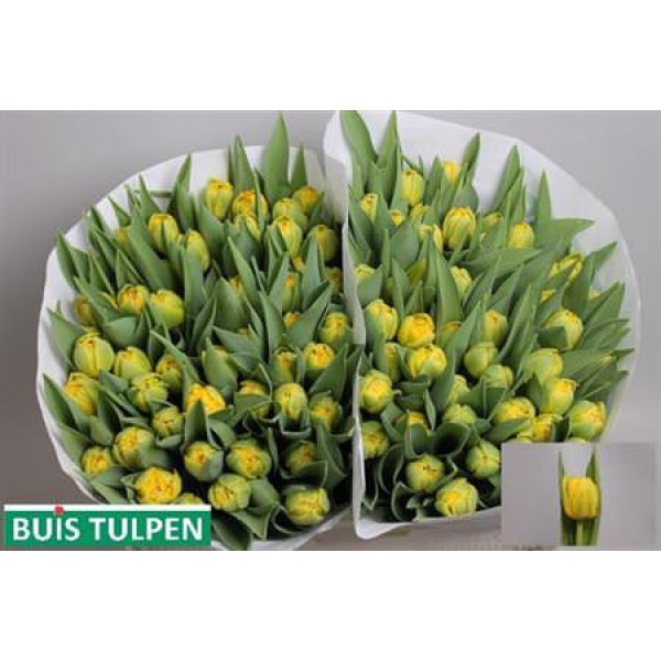 Tulips Du Roadrunner 40cm A1