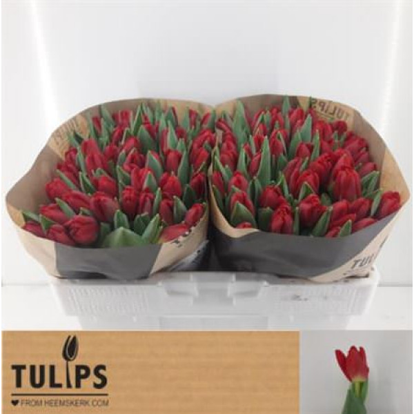 Tulips En Antarctic Love 37cm A1 Col-Red