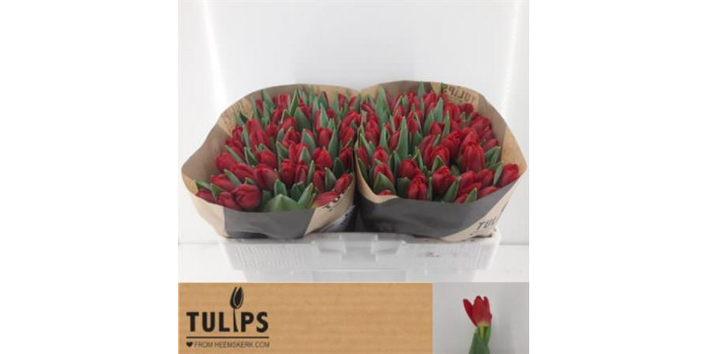 Tulips En Antarctic Love 37cm A1 Col-Red