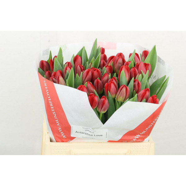 Tulips En Antarctic Love 38 A1Red