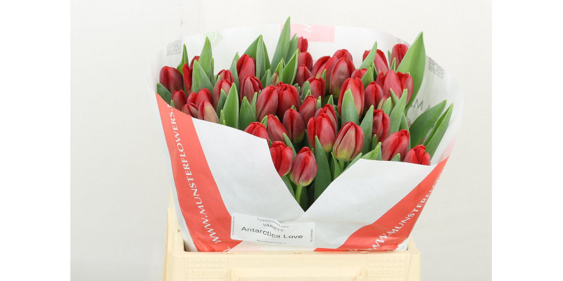 Tulips En Antarctic Love 38 A1Red