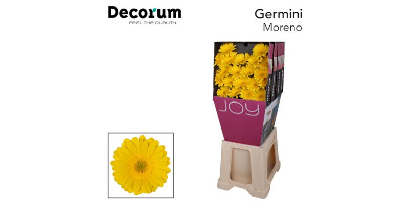 Germini Moreno Diamond 47cm A1