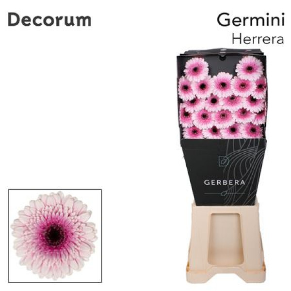 Germini Herrera Diamond 47cm A1