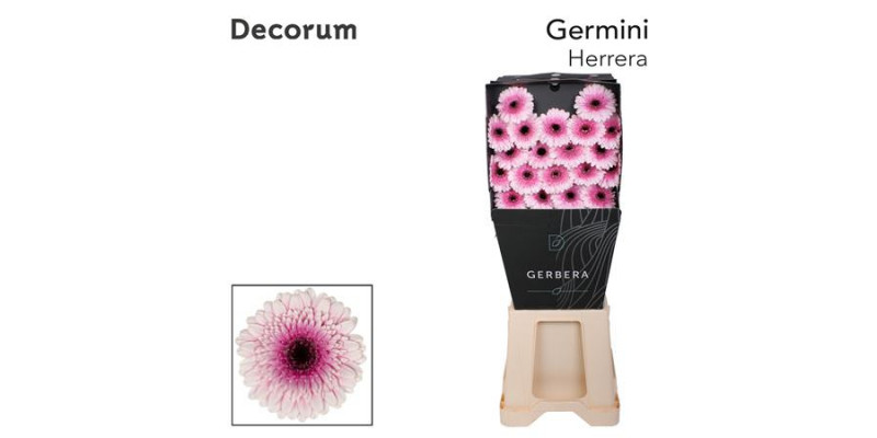 Germini Herrera Diamond 47cm A1