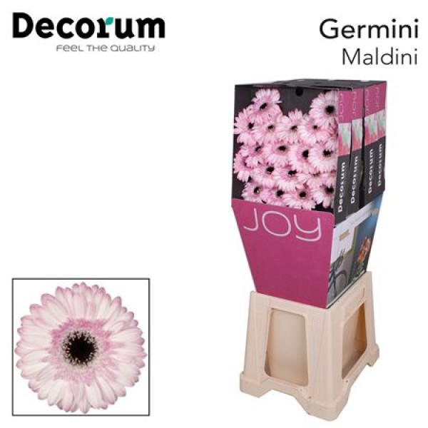 Germini Maldini Diamond 47cm A1