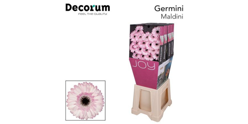 Germini Maldini Diamond 47cm A1