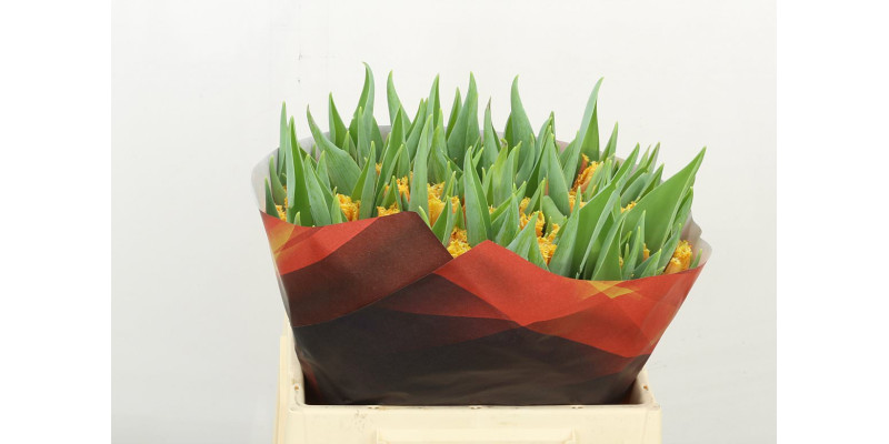 Tulips Freesias Aprico Crystal 36 A1Peach