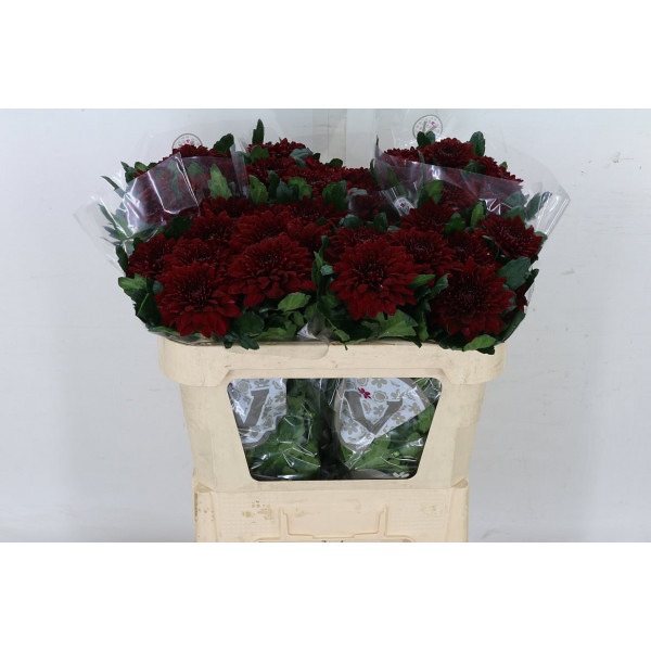 Chrysanthemums G Pip Red 70cm  Col-Red