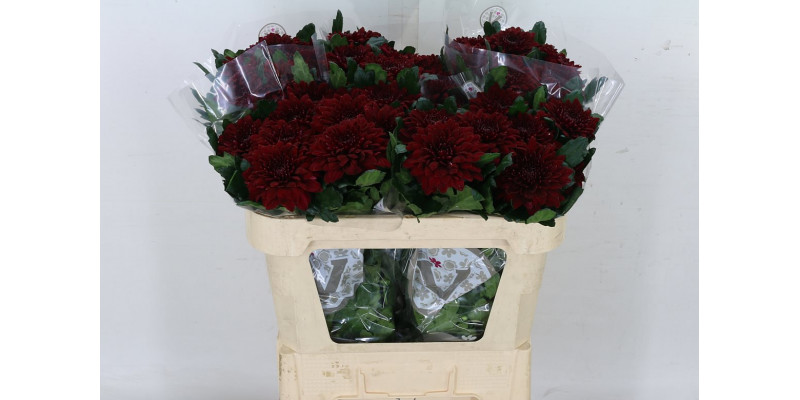 Chrysanthemums G Pip Red 70cm  Col-Red