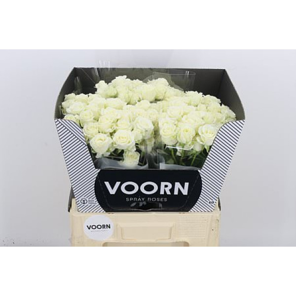 Rose Tr Wedding Party New 60cm A1