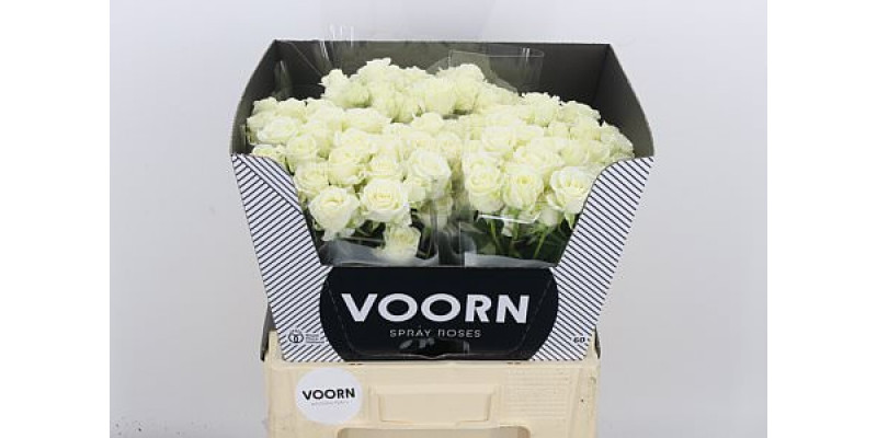 Rose Tr Wedding Party New 60cm A1