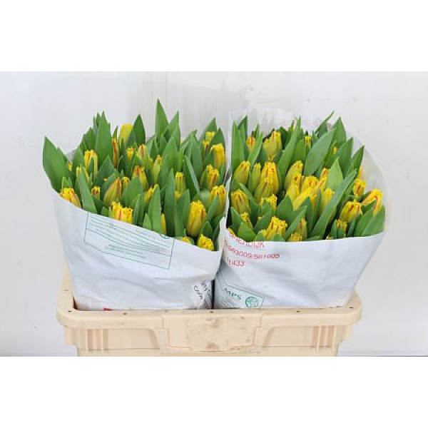 Tulips Freesias Party Clown 44cm A1