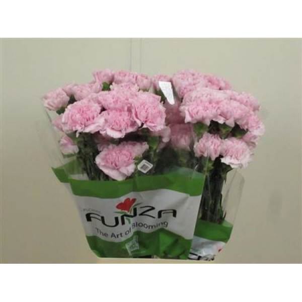 Dianthus St Faith 70cm A1 Col-Pink